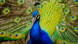 孔雀空山鸟语图片