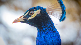 孔雀空山鸟语图片