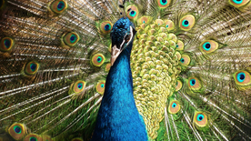 孔雀空山鸟语图片