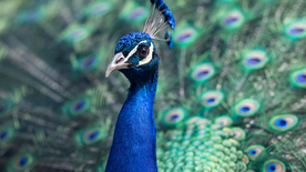 孔雀空山鸟语图片