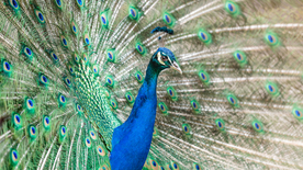 孔雀空山鸟语图片