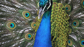 孔雀空山鸟语图片