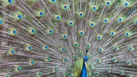 孔雀空山鸟语图片