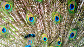 孔雀空山鸟语图片