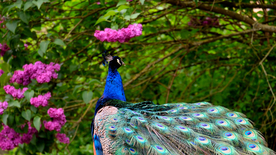 孔雀空山鸟语图片