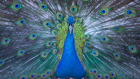 孔雀空山鸟语图片