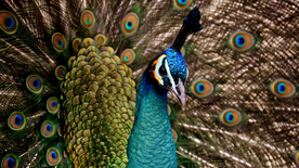 孔雀空山鸟语图片