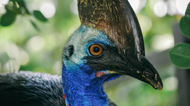 孔雀空山鸟语图片