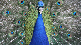 孔雀空山鸟语图片