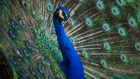 孔雀空山鸟语图片