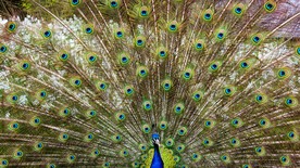 孔雀空山鸟语图片