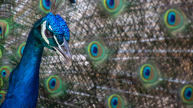 孔雀空山鸟语图片