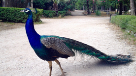 孔雀空山鸟语图片