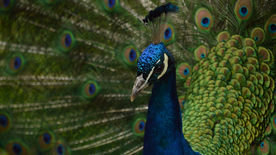 孔雀空山鸟语图片