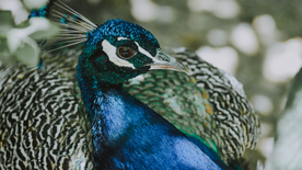 孔雀空山鸟语图片