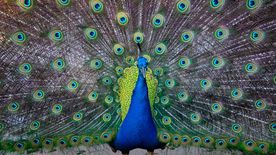 孔雀空山鸟语图片