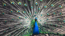 孔雀空山鸟语图片