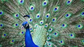 孔雀空山鸟语图片