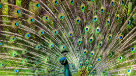 孔雀空山鸟语图片