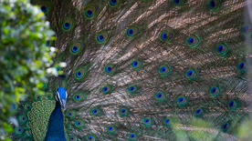 孔雀空山鸟语图片