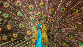 孔雀空山鸟语图片