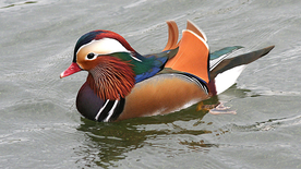 鸳鸯空山鸟语图片