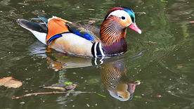 鸳鸯空山鸟语图片