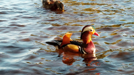 鸳鸯空山鸟语图片