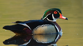 鸳鸯空山鸟语图片