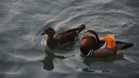 鸳鸯空山鸟语图片