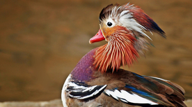 鸳鸯空山鸟语图片