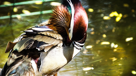 鸳鸯空山鸟语图片