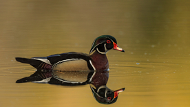 鸳鸯空山鸟语图片