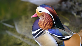 鸳鸯空山鸟语图片