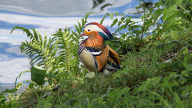 鸳鸯空山鸟语图片