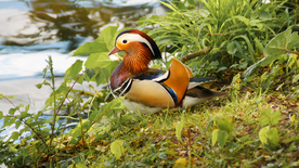 鸳鸯空山鸟语图片