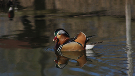 鸳鸯空山鸟语图片
