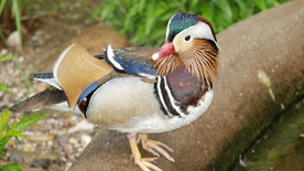 鸳鸯空山鸟语图片