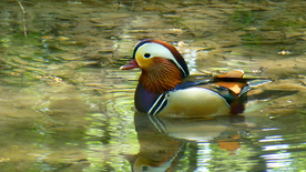 鸳鸯空山鸟语图片