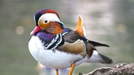 鸳鸯空山鸟语图片