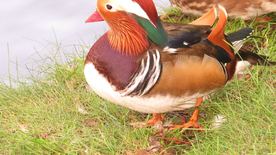鸳鸯空山鸟语图片