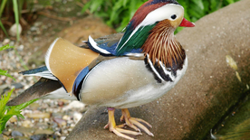 鸳鸯空山鸟语图片