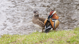 鸳鸯空山鸟语图片