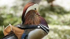 鸳鸯空山鸟语图片
