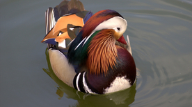 鸳鸯空山鸟语图片