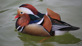 鸳鸯空山鸟语图片