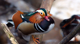 鸳鸯空山鸟语图片