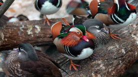 鸳鸯空山鸟语图片