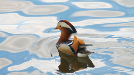 鸳鸯空山鸟语图片