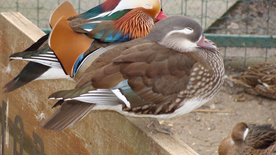 鸳鸯空山鸟语图片